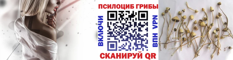 Псилоцибиновые грибы мицелий  Коряжма 